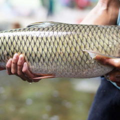 Công nghệ “sông trong ao” nuôi cá trắm cỏ ở Việt Nam